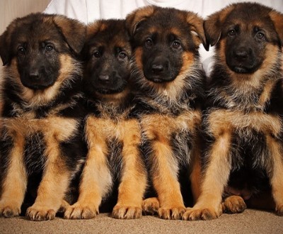 بزرگترین مجموعه تخصصی فروش سگهای ژرمن