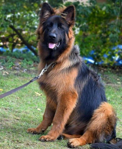 فروش سگ ژرمن مولد نگهبان