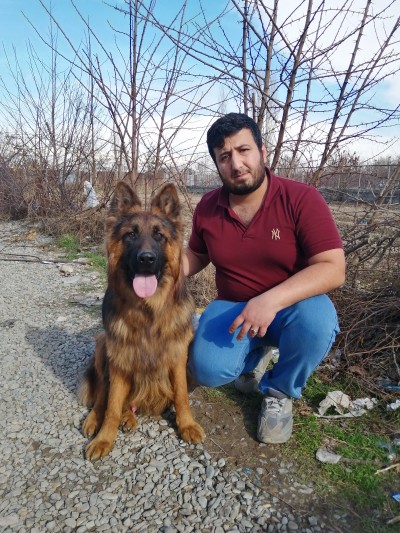 فروش سگ ژرمن شپرد موبلند