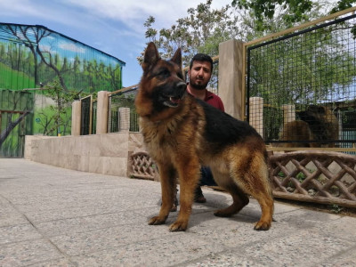 فروش توله سگ ژرمن