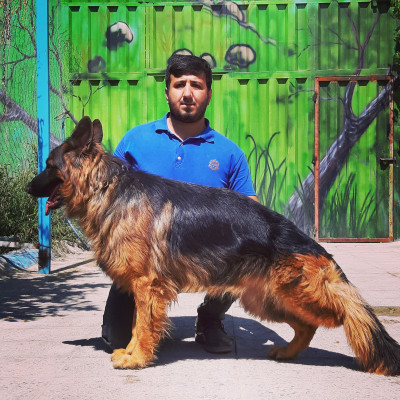 فروش سگ ، فروش سگ ژرمن