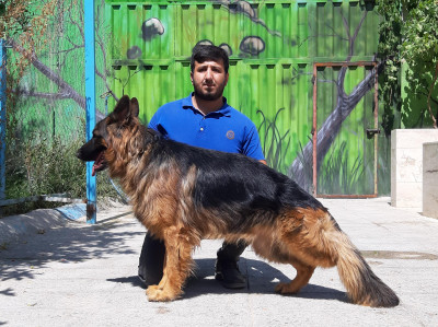 فروش سگ ژرمن شپرد