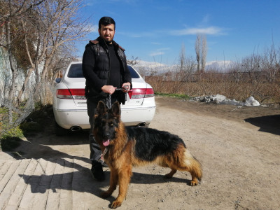 مرکز فروش سگ ژرمن