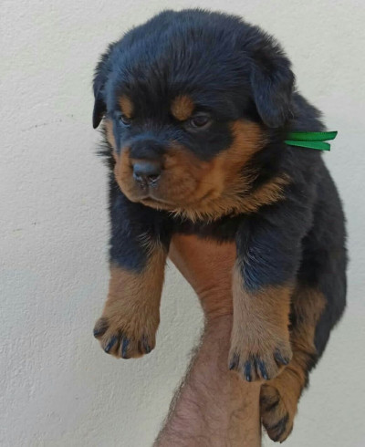 فروش توله سگ روتوایلر پوزه دلقکی