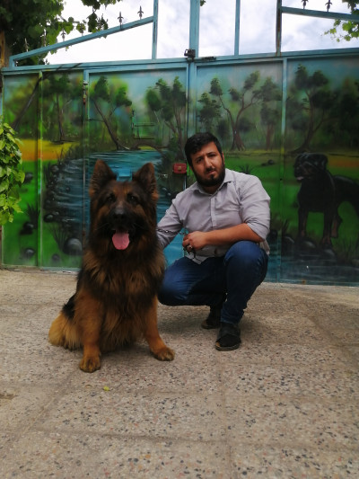 مرکز فروش سگ ژرمن شپرد