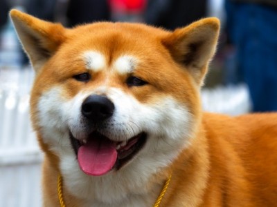 فروش توله سگ های آکیتای ژاپنی(خالص _ اصل _ عالی)
