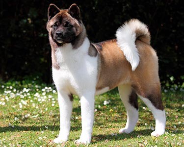 توله آکیتا سگ زیبای باهوش اصیل