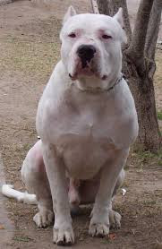 فروش سگ دوگو آرژانتینو دوست وفادار با زیبایی ناب