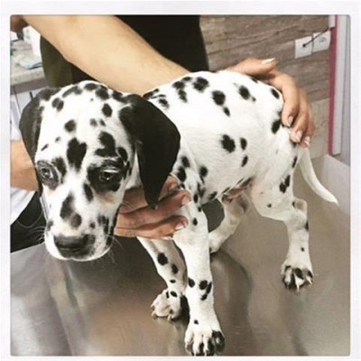توله و مولد سگ دالمیشن(dalmatian)