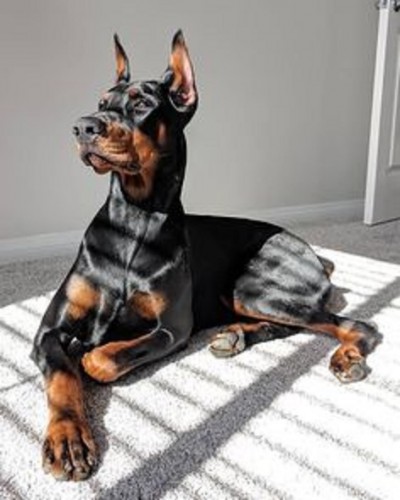 سگ دوبرمن-فروش فوقالعاده توله دوبرمن اصیل