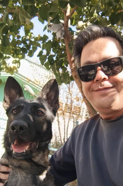 فروش سگهای ژرمن شپرد شولاین و ورکلاین اموزش دیده