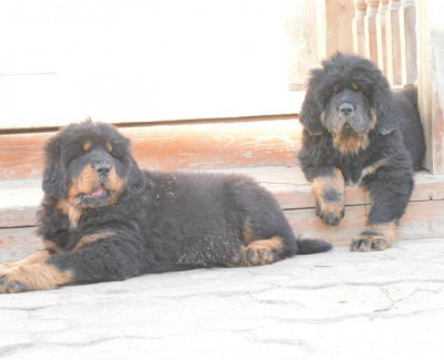فروش سگ ماستیف تبتی-قیمت توله ماستیف تبتی