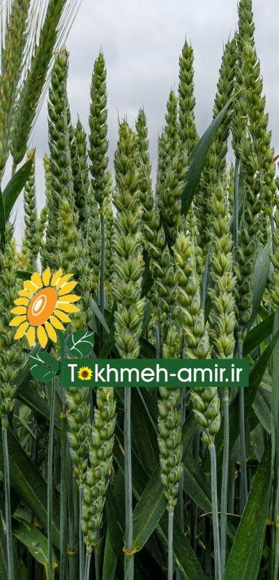 بذرهیبرید گندم خارجی