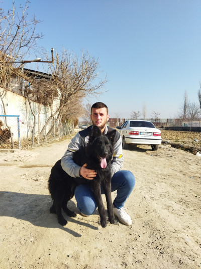 فروش توله سگ ژرمن بلک در تهران و کرج