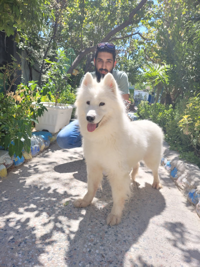 فروش سگ سامویید در تهران و کرج