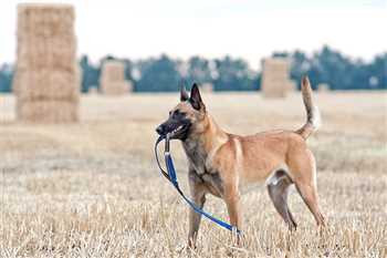سگ پلیس،فروش سگ مالینویز پلیس