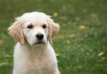 سگ گلدن،خرید و فروش سگهای گلدن رتریور توله و بالغ