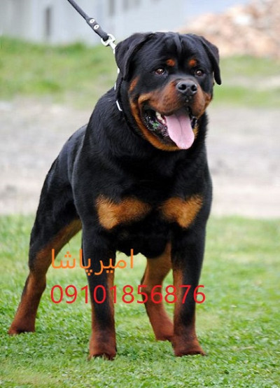 🐕‍🦺 روتوایلر اصیل اروپایی و آمریکایی — واکسینه ✅ آموزش دیده 🎯 قرارداد رسمی 📜 — تنها مجموعه مجوزدار ایران: امیرپاشا | ارسال به تمام نقاط کشور
