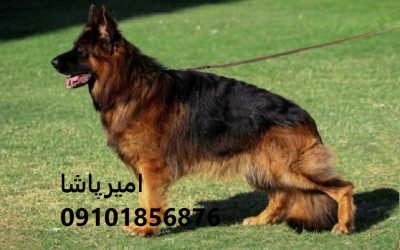 🐕‍🦺 ژرمن شپرد اصیل ورک لاین، موبلند، کلاسیک و سیبل — واکسینه ✅ آموزش دیده 🎯 قرارداد رسمی 📜 — تنها مجموعه مجوزدار ایران: امیرپاشا | ارسال به تمام ا