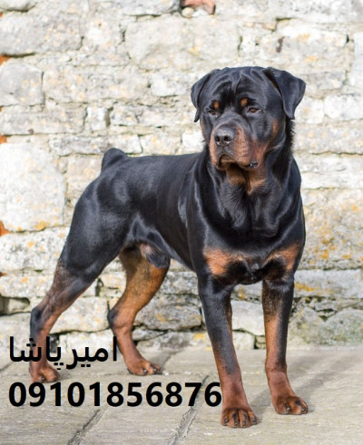 🐕‍🦺 روتوایلر اصیل اروپایی و آمریکایی در محمدشهر