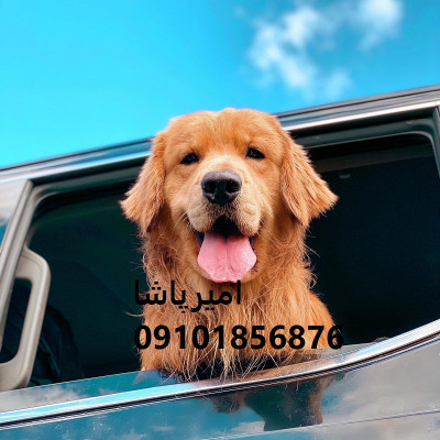 فروش توله گلدن رتریورِ اصیل در محمدشهر