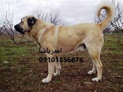 فروش  سرابی اصیل ایرانی — نگهبانِ بومیِ خانه، مزرعه و کویر در محمدشهر