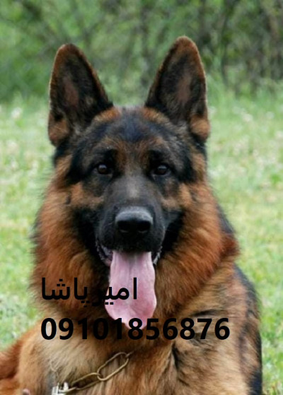 عرضه و فروش رسمی سگ نژاد ژرمن شپرد در محمدشهر