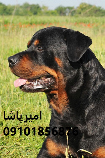 عرضه و فروش رسمی سگ نژاد روتوایلر (اروپایی و آمریکایی)