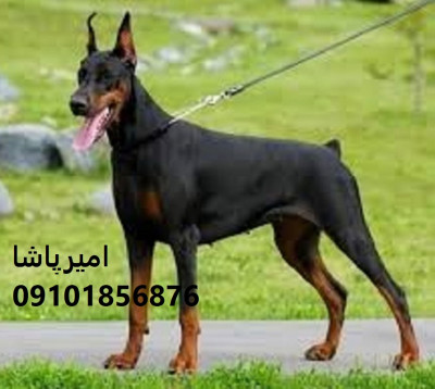 فروش دوبرمنِ ما — هم زیبا، هم قوی، هم وفادار در محمدشهر