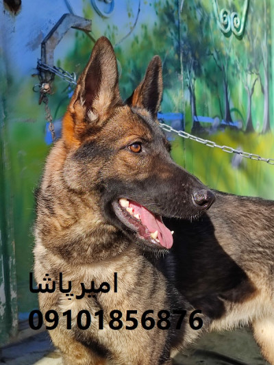 فروش ژرمن شپردِ هم گاردِ وفادار، هم همراهِ خانواده، هم شریکِ ورزشی در محمدشهر