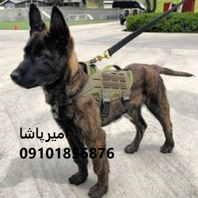 توله مالینویزِ هوشِ عملیاتی، وفاداریِ بی‌قید در محمدشهر