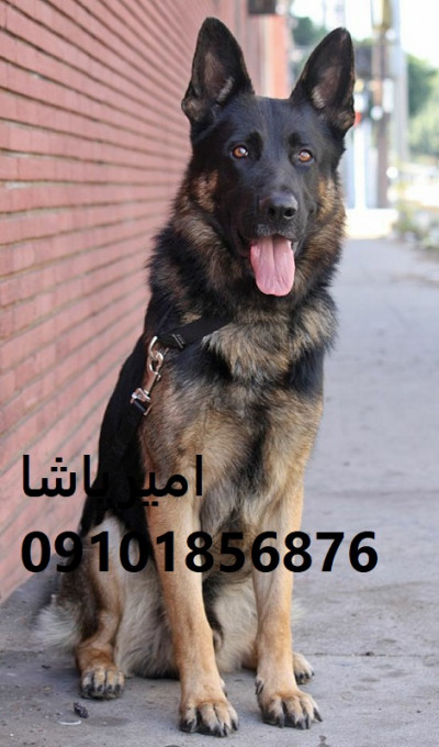 توله ژرمن شپردِ ما هم گاردِ خونه، هم دوستِ بچه‌ها،در محمدشهر