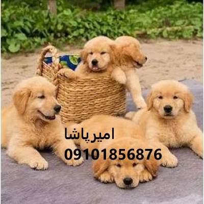 توله گلدن رتریورِ  لبخندی زنده با پشمالوی طلایی در محمدشهر