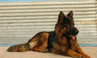 توله سگ ژرمن مو بلند و مو کوتاه 40 تا 70 روز