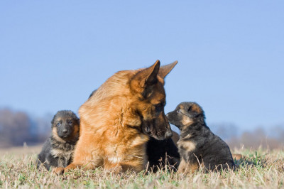 توله سگ های ژرمن شپرد مناسب خانواده و نگهبانی