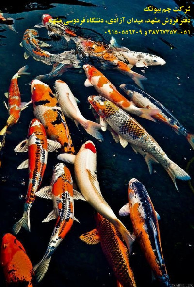 فروش عمده ماهی کوی باله بلندوپوست چرم شرکت زیست آزما با قیمت استثنایی