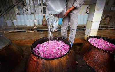 گلاب ممتاز کاشان محصول اردیبهشت ۱۴۰۰