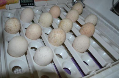 فروش انواع تخم نطفه دار باتخفیف ویژه