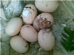 فروش انواع تخم نطفه دار کاکادو-ماکائو با تخفیف ویژه