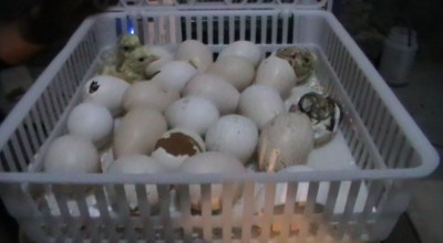 پرورشگاه فروش تخم نطفه دار مرغ {گوشتی-زینتی-تخمگذار}