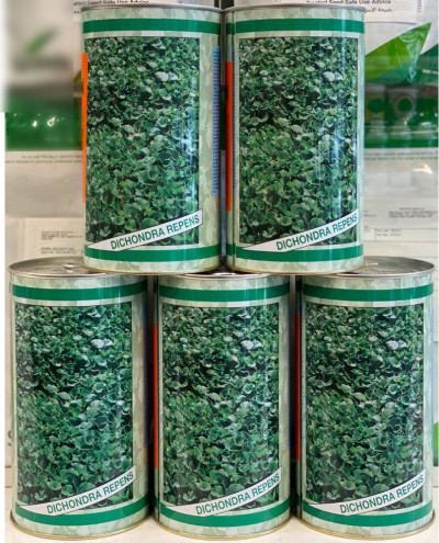 بذر چمن رونده، بذر چمن ، شبدر زینتی