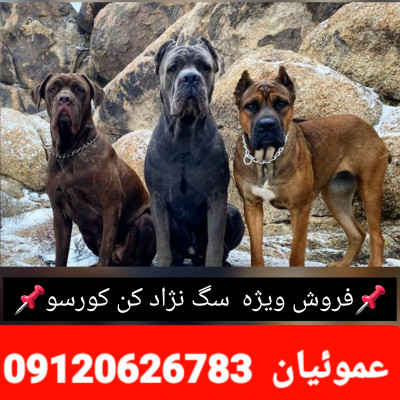 آگهی فروش سگ کن کورسو تضمین اصالت و سگ نگهبان