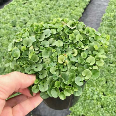 بذر شبدر دایکوندرا ؛ بذر چمن زینتی دایکوندرا 09190993466