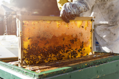 خرید و فروش انواع عسل طبیعی ارگانیک و محصولات کندو ، به صورت عمده و تناژ