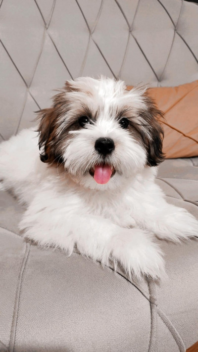 سگ شیتزو سوپر فلت ۶ ماهه نر