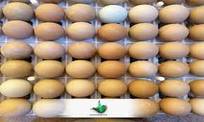 فروش تخم قرقاول در ارومیه 