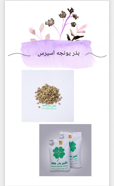 بذر یونجه اسپرس (خشه یونجه)