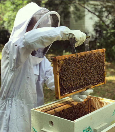 دوره آموزشی پرورش زنبورعسل