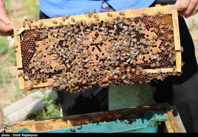 دوره آموزشی سیر تا پیاز پرورش زنبورعسل