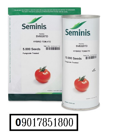 فروش بذر گوجه 8320 سمینیس ( بذر گوجه SV8320 )